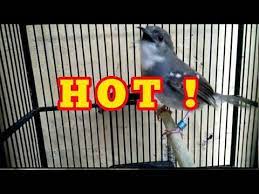 Download lagu ciblek kristal gacor mp3 gratis 320kbps (3.23 mb). Ciblek Kristal Gacor Narung Ngebren Bird Animals Parrot