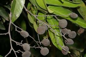 Image result for Dialium