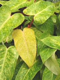 Philodendron Painted Lady Plant In 2x2x7 Pot Plants Philodendron Woman Painting