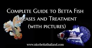 Complete Guide To Betta Fish Diseases And Treatment Nice Betta Thailand Co Ltd