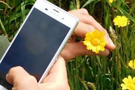 Mobile apps that can identify a plant from a photo. 5 Best Plant Identification Apps 2021 Edition Succulent Alley