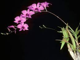 Dendrobium Bigibbum Cooktown Orchid World Of Flowering Plants Orchids Australian Flowers Planting Flowers