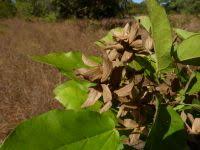 Image result for Carpodiptera africana