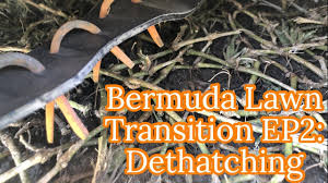 Take a garden trowel or spade and dig up a small wedge of your lawn grass and. Bermuda Lawn Transition Ep2 Dethatching Stolons Youtube Dethatching Lawn Dethatching Lawn