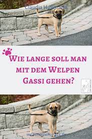Ab wann kann ich einen welpen allein zuhause lassen? Wie Lange Darf Man Gassigehen