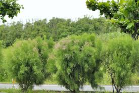 檉柳科檉柳屬檉柳 全景2 彰化王功tamarix chinensis plants vegetation tree