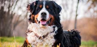 Bernese Dag Kopegi Cinsi Kopek Bakimi Ve Ozellikleri