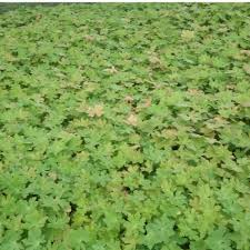 Image result for Chlorophytum macrorrhizum