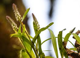 Image result for Tridactyle bicaudata