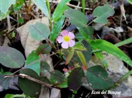 Image result for Oxalis barrelieri