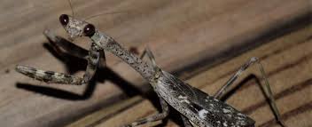 Praying mantis have great vision 4. Mantids Mantises Missouri Department Of Conservation