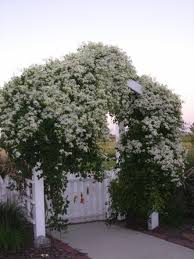 Maybe you would like to learn more about one of these? Sweet Autumn Clematis On My Arbor Sweet Autumn Clematis Clematis Clematis Trellis