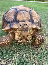 Image result for Grewia sulcata