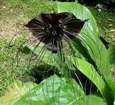 Black Bat Flower Tacca Chantrieri 10 Seeds Etsy In 2020 Bat Flower Black Flowers Plants