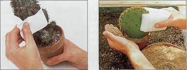 Discover how to repot a cactus with the help of our practical guide. How To Repot A Small Tall Or Large Cactus And Aftercare Terrarium Planting Guide