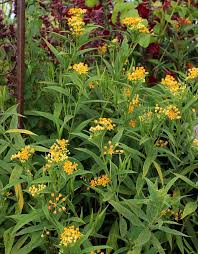 Asclepias Curassavica Silky Gold Asclepias Milkweed Plant Milkweed