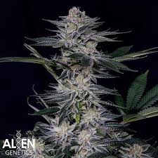 Stagger Lee (Alien Genetics) :: Cannabis Strain Info :: SeedFinder.eu