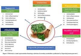 Image result for Trigonella anguina