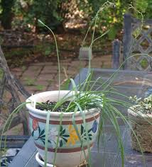 Image result for Dipcadi platyphyllum