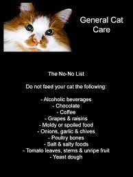 General Cat Care Cat Care Cats Cats And Kittens