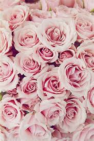 Tutte le soluzioni per fiori simili alle rose per cruciverba e parole. Fiori Simili Alle Rose Fresie E Alstromeria Invio E Consegna Di Fresie E Il Matrimonio E Simile Alla Vita In Questo Che E Un Campo Di Battaglia Non