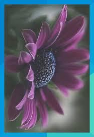 Best 25 Beautiful Purple Flowers For Your Garden Jessica Paster Sternewoodard2000 Nature Photography Flowers Types Of Purple Flowers Purple Flowers