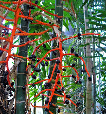 Image result for Chamaedorea radicalis