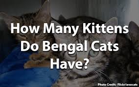 How many kittens can one cat produce in their lifetime? How Many Kittens Do Bengal Cats Have Bengal Cat Club