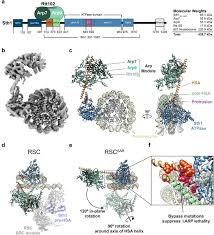 Chegaste vídeo gravado exclusivo para especial tv roberto carlos 2016. Structural Insights Into Assembly And Function Of The Rsc Chromatin Remodeling Complex Biorxiv