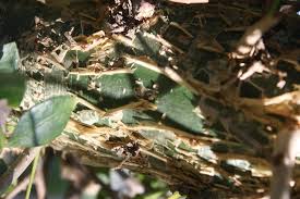 Image result for Commiphora mossambicensis