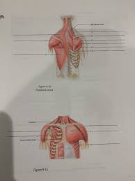 In these organs, muscles serve to move substances throughout. Solved Questions 1 Identify Two Neck Muscles That Are Sy Chegg Com