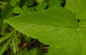 Image result for Melochia