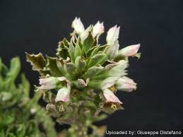 Image result for Monadenium friesii