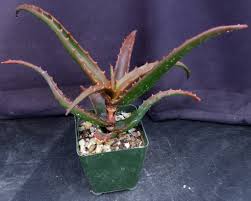 Image result for Aloe cameronii