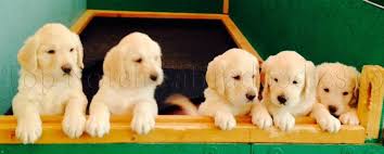 Maybe you would like to learn more about one of these? Yellow Akc Labradoodle Puppies Puppies For Sale In Arizona Yellow Akc Labradoodle Puppies For Sale In Arizona