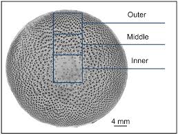 Image result for Oxytenanthera abyssinica