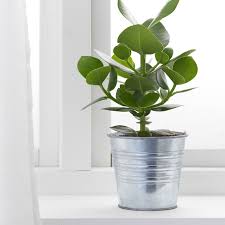 Fioriere e portavasi da esterno. Utensili Per Il Giardinaggio 10 5 Cm Da Utilizzare Anche Come Porta Oggetti Zincato Da Interno Esterno Ikea 2 Portavasi Galvanizzato Giardino E Giardinaggio Bibeksapkota Com Np