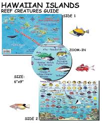 Hawaiian Islands Reef Creatures Guide