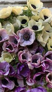 Anemone Flower Anemone Flower Wholesale Flowers Flowers For Sale