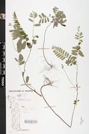 Image result for Phyllanthus odontadenius