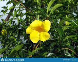 Pin On Green Yellow
