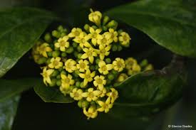 Image result for Psychotria cinerea