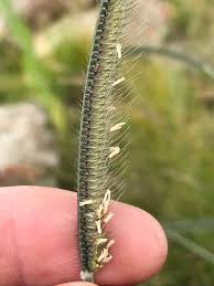 Image result for Ctenium concinnum