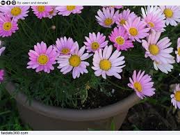 È la nostra primavera da indossare, orizzonte di petali d'argento e. Margherite In Vaso