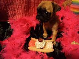 Two female pug puppies for sale born in april and ready for new home parents are in same home… Deisgner Bugg Puppy For Sale In Mexico New York Classified Americanlisted Com