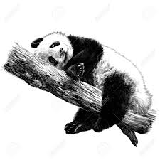 Black And White Vector Drawing Panda Lies Sleeping On A Branch Sketch Vector Graphics Monochrome Black And White Drawing Spon Branch Sketch Black And White Drawing Monochrome Drawings