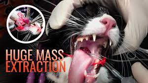 The idea that there is a link between pet ownership and cancer is not as far fetched as you might think. Huge Mass Removal In Cat Throat Youtube
