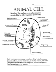 Animal Cell Answer Key Cells Worksheet Plant Cells Worksheet Animal Cell