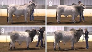 It's a little over a $1.00 a wing ding. Class 22 Results Performance Brahman Bulls With Official Critique University Of Georgia Kaltura