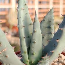 Image result for Aloe aculeata × ortholopha